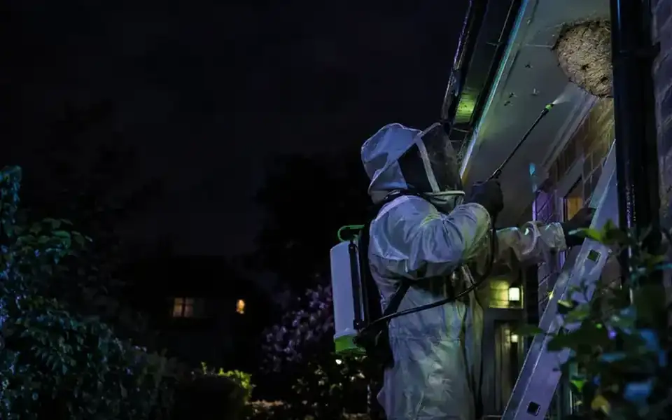 wasp nest removal cost